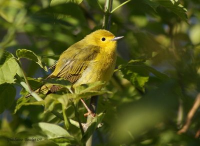 Paruline jaune (Yellow Warbler)