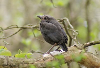 Quiscale bronz (Common Grackle