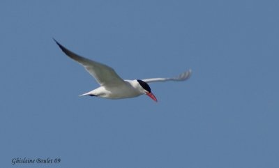 Sterne caspienne (Caspian Tern)