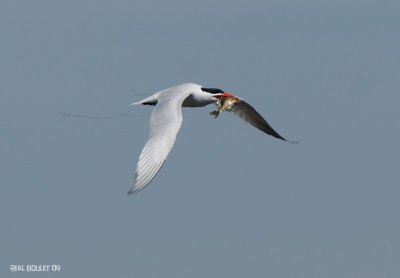 Sterne caspienne (Caspian Tern)