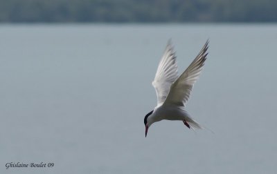 Sterne pierregarrin (Common Tern)