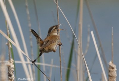 Troglodyte des marais (Marsh Wren)