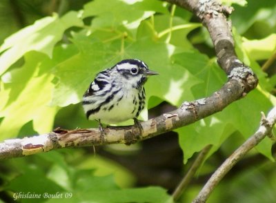 Paruline noir et blanc (Black-and-white Warbler)