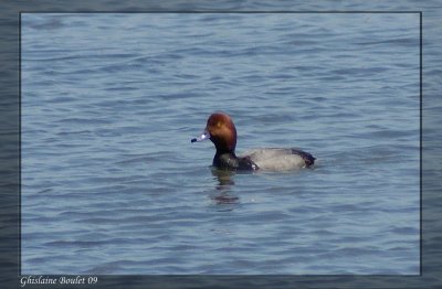 Fuligule  tte rouge (Redhead)