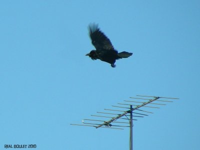 Grand Corbeau (Common Raven)