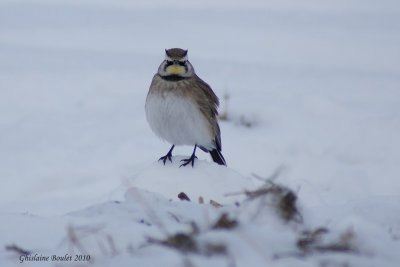 Alouette hausse-col (Horned Lark)