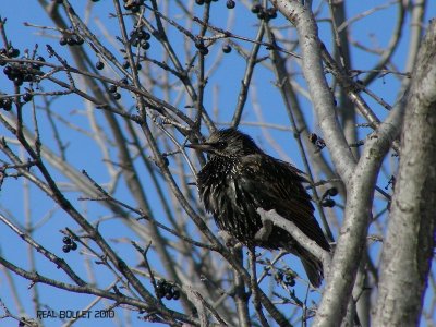 tourneau sansonnet (European Starling)