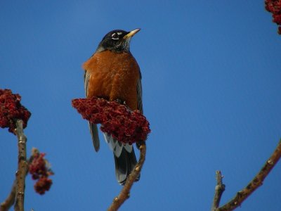 Merle d'Amrique (American Robin)