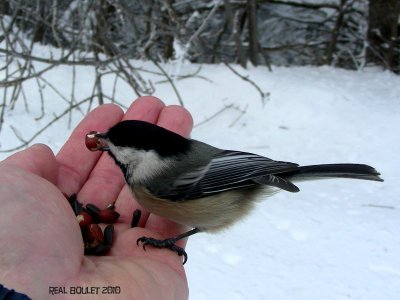 Msange  tte noire (Black-capped Chickadee)