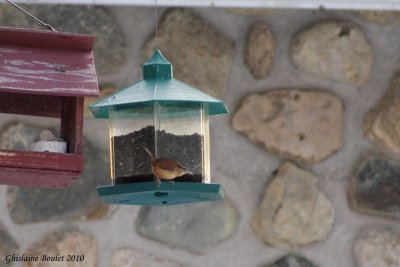 Troglodyte de caroline (Carolina Wren)