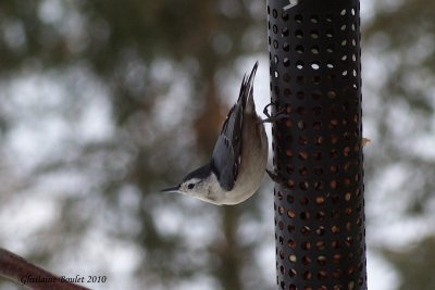 Sittelle  poitrine blanche (White-breasted Nuthatch)