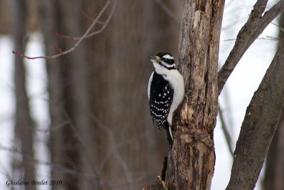 Pic chevelu (Hairy Woodpecker)