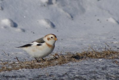 Plectrophane des neiges (Snow Bunting)