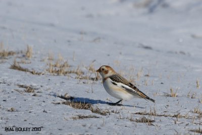 Plectrophane des neiges (Snow Bunting)