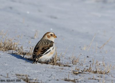 Plectrophane des neiges (Snow Bunting)