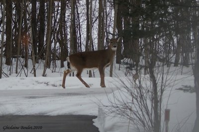 Cerf de Virginie
