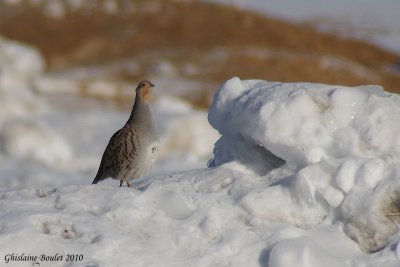 Perdrix grise (Gray Partridge)