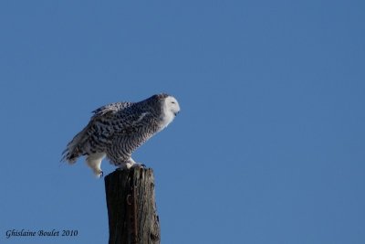 Harfang des neiges (Snowy Owl)