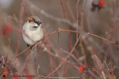 Moineau domestique (House Sparrow)