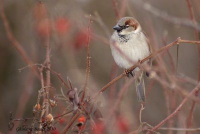 Moineau domestique (House Sparrow)