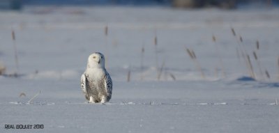 Harfang des neiges (Snowy Owl)