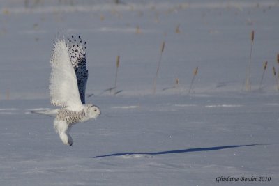 Harfang des neiges (Snowy Owl)