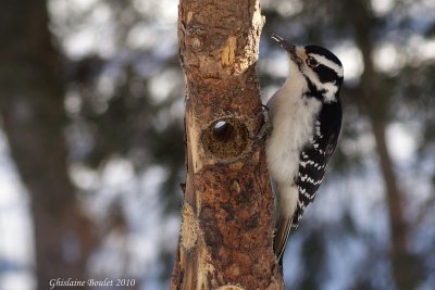 Pic chevelu (Hairy Woodpecker)