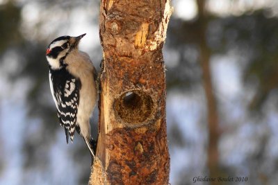 Pic mineur (Downy Woodpecker)