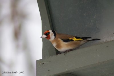 Chardonneret lgant (European Goldfinch)
