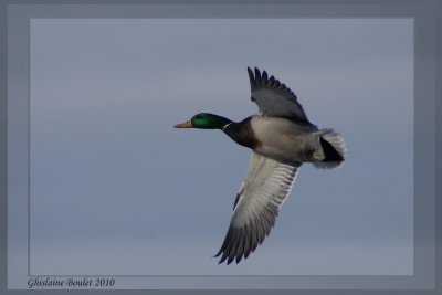 Canard colvert (Mallard)