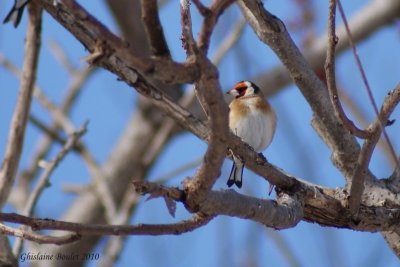 Chardonneret lgant (European Goldfinch)