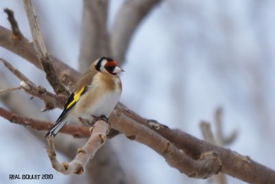 Chardonneret lgant (European Goldfinch)