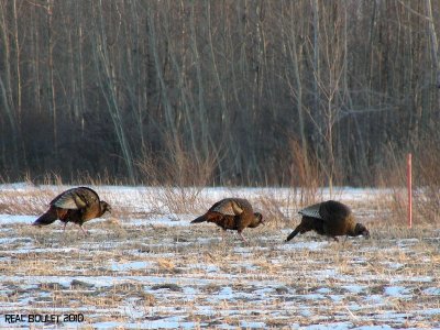 Dindon sauvage (Wild Turkey)