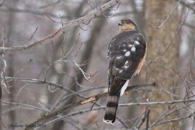 pervier brun (Sharp-shinned Hawk)