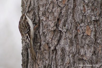 Grimpereau brun (Brown Creeper)