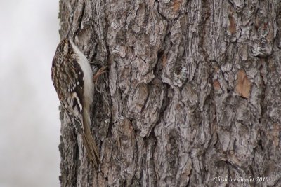 Grimpereau brun (Brown Creeper)