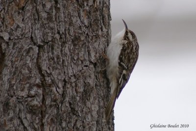 Grimpereau brun (Brown Creeper)