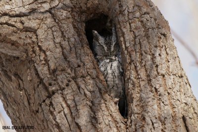 Petit-duc maculé (Eastern Screech-Owl)