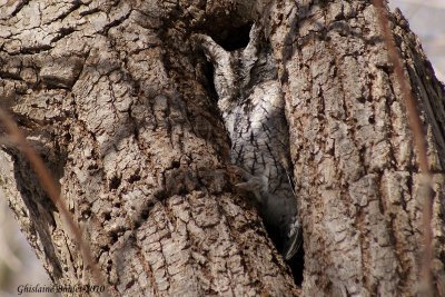 Petit-duc maculé (Eastern Screech-Owl)