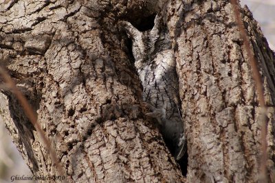 Petit-duc macul (Eastern Screech-Owl)