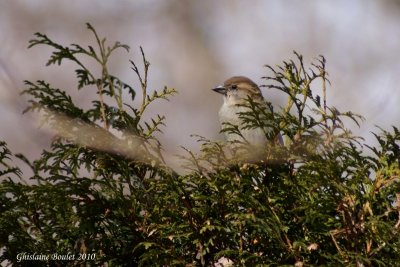 Moineau domestique (House Sparrow)