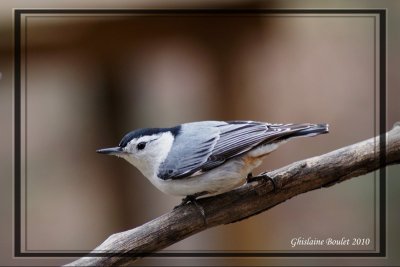 Sittelle  poitrine blanche (White-breasted Nuthatch)