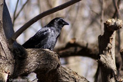 Corneille d'Amrique (American Crow)
