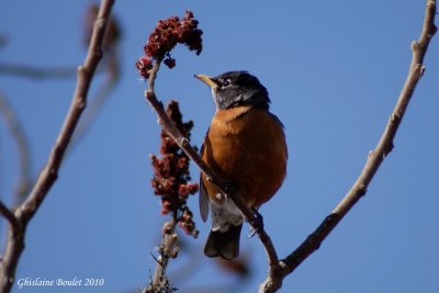 Merle d'Amrique (American Robin)