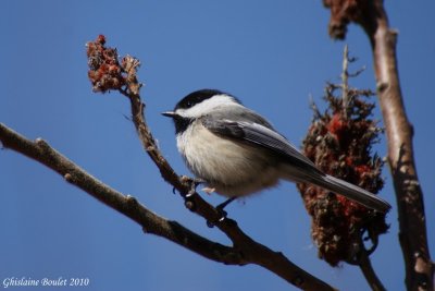 Msange  tte noire (Black-capped Chickadee)