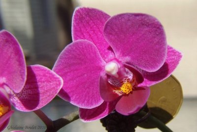 Orchide miniature
