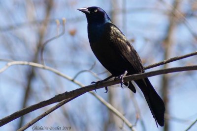 Quiscale bronz (Common Grackle)