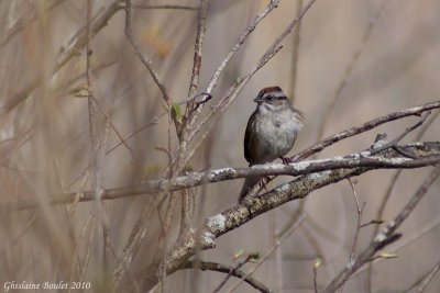 Bruant des marais (Swamp Sparrow)