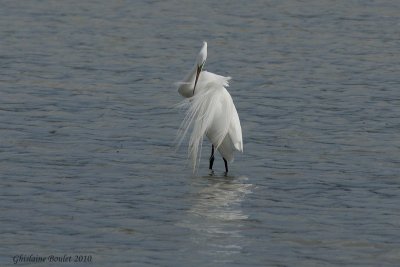 Grande Aigrette (Great Egret)