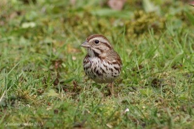 Bruant chanteur (Song Sparrow)